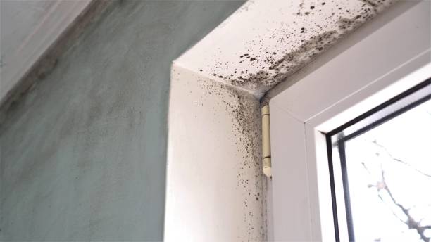 Danville, AR Mold Removal Company